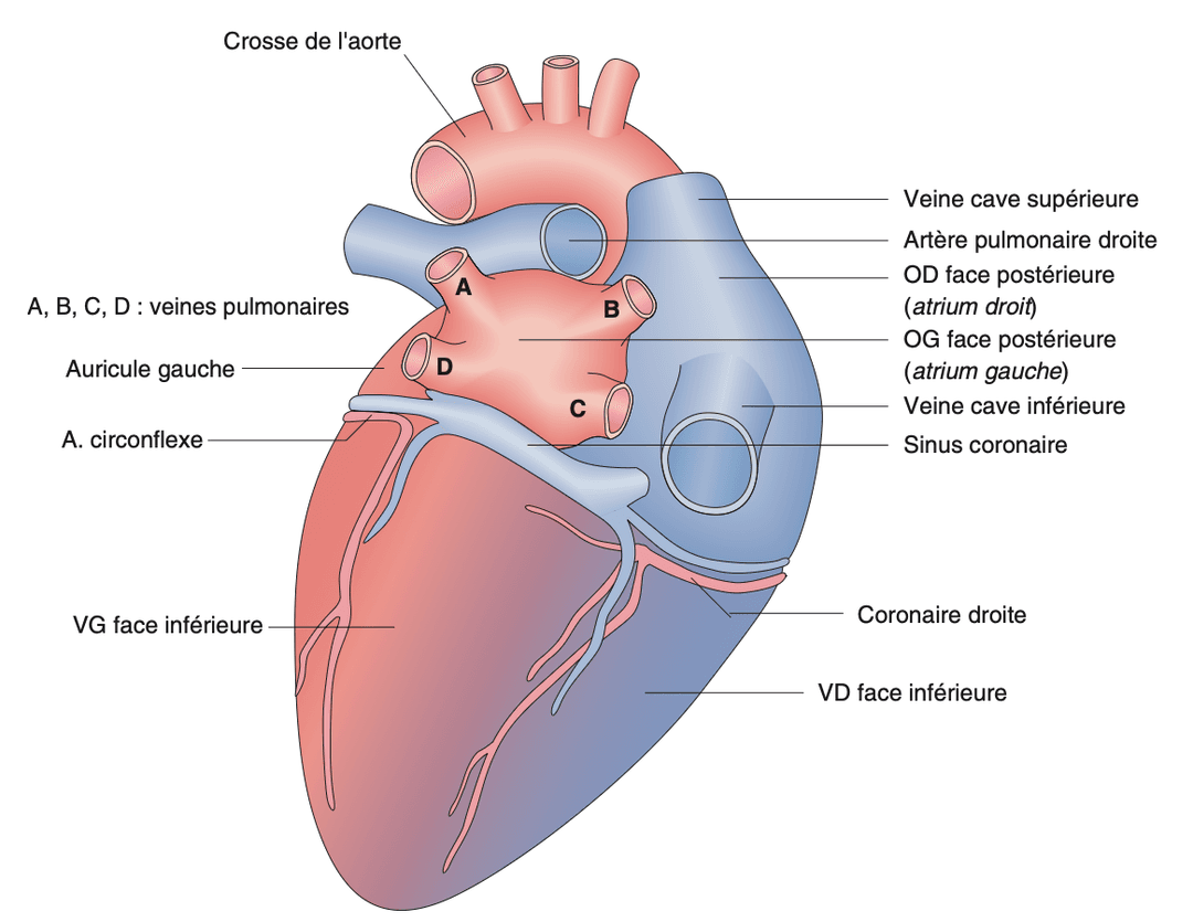 Vue postérieure du cœur